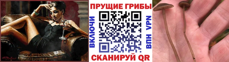 Псилоцибиновые грибы GOLDEN TEACHER  Добрянка 